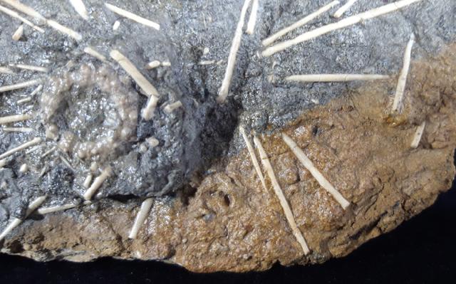 Acrosalenia hemicidaroides WRIGTH 1851 - Bild © FossNet FossilienStore